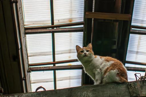 遠くを眺める猫 遠くを眺める猫の写真