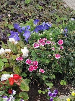 小さな花 小さな花の写真
