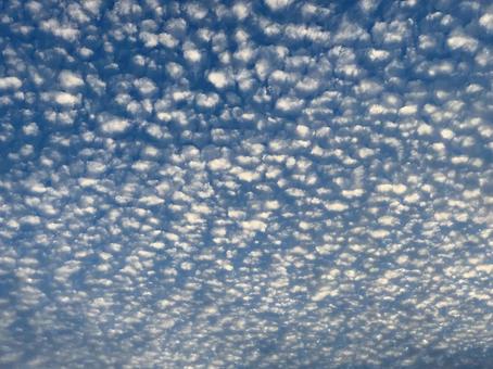 鱗雲の広がる秋空の写真