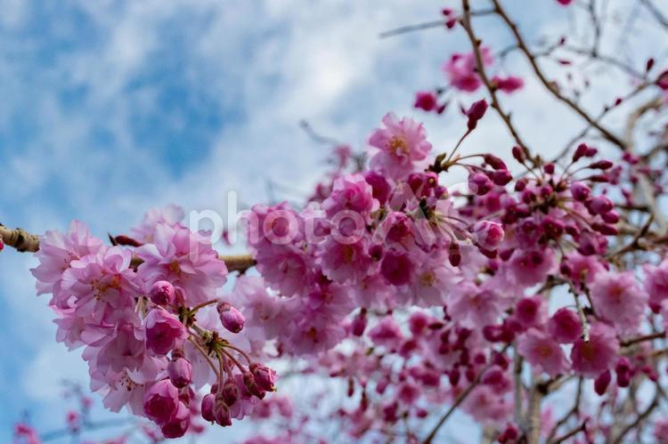 枝垂れ桜 桜,枝垂れ桜,マクロの写真素材