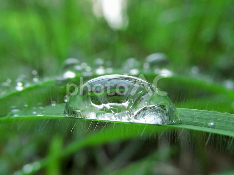 水滴と緑の葉と朝の光 水滴,すいてき,waterの写真素材