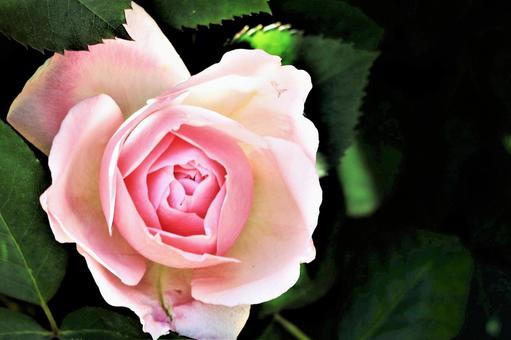 バラの花 バラの花の写真