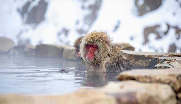 湯気の立ち昇る温泉に浸かるニホンザル 湯気の立ち昇る温泉に浸かるニホンザルの写真