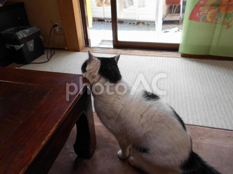 ゴロ ペット,動物,猫の写真素材