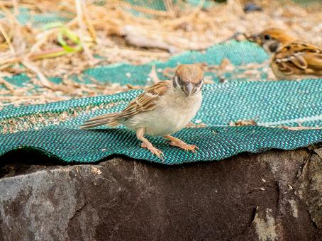 地面を歩くスズメ 地面を歩くスズメ スズメ,雀,鳥の写真素材