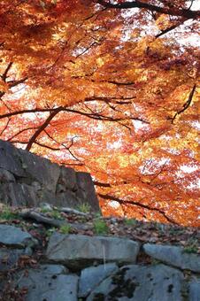 石垣と紅葉 秋,赤,11月の写真素材