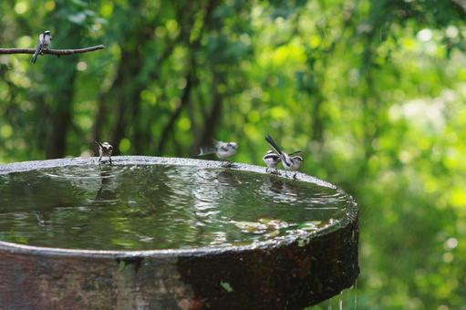 Photo, tits, wild bird, drinking fountains, 