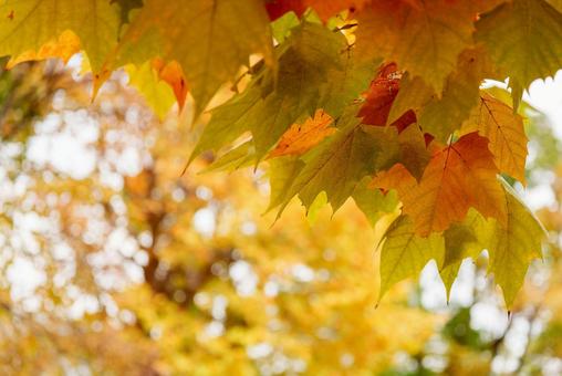 プラタナス 紅葉,プラタナス,モミジバスズカケノキの写真素材