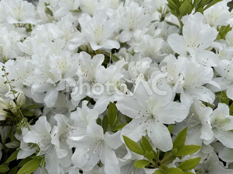 白いツツジの花と蕾（街路樹）-2 ツツジ,花,グリーンの写真素材