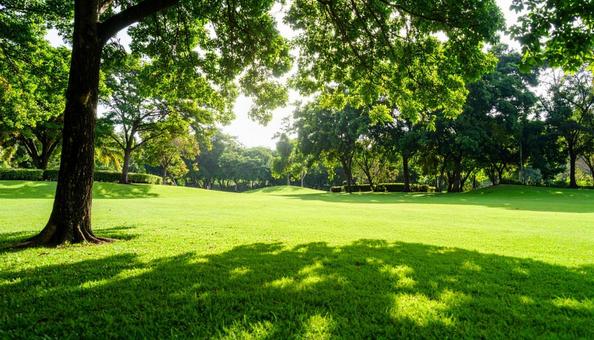 新緑の樹木とその間から見える青空の写真