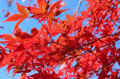紅葉のアップ 秋の風景 紅葉のアップ 秋の風景の写真