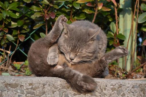 Stray cat grooming itself, JPG Stray cat grooming itself, JPG