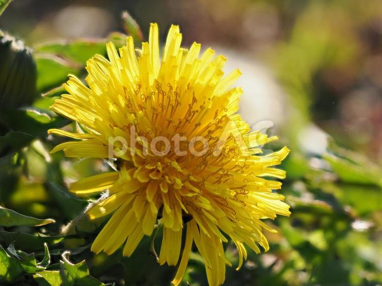 たんぽぽ たんぽぽ,花,フラワーの写真素材