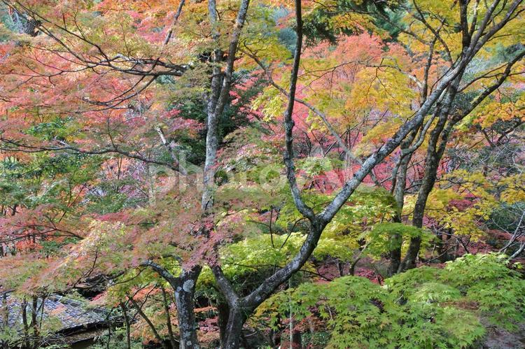 紅葉と秋の風景 紅葉,秋の風景,緑の写真素材