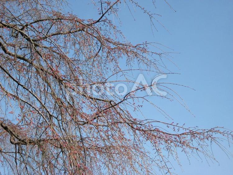 枝垂れ桜　開花直前 さくら,枝垂れ桜,空の写真素材