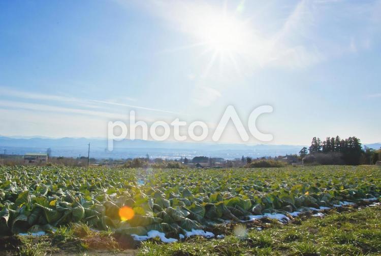 光り輝く群馬の山のキャベツ畑 畑,農業,キャベツの写真素材
