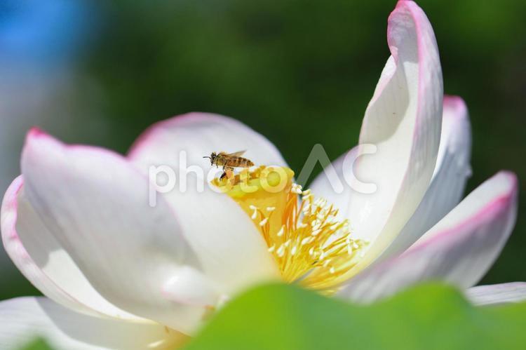 ハスの花の蜜を吸うミツバチ 蓮,蓮の花,ハスの花の写真素材