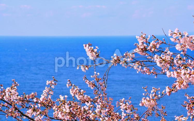 桜の花と青い海 桜,花,海の写真素材