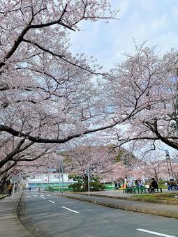 桜並木 満開,春,お花見の写真素材