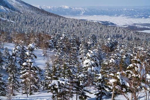富良野の雪化粧した針葉樹 富良野町,富良野,北海道の写真素材