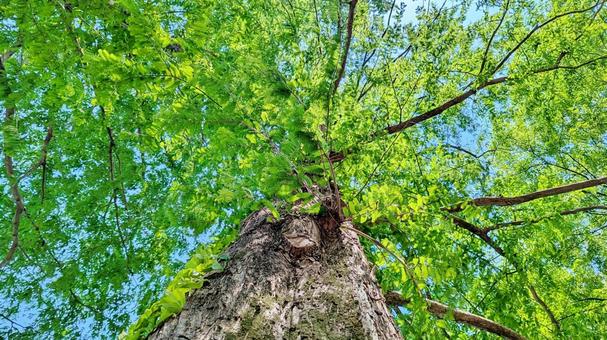 生命力あふれるエコな木々 森,樹木,木の写真素材