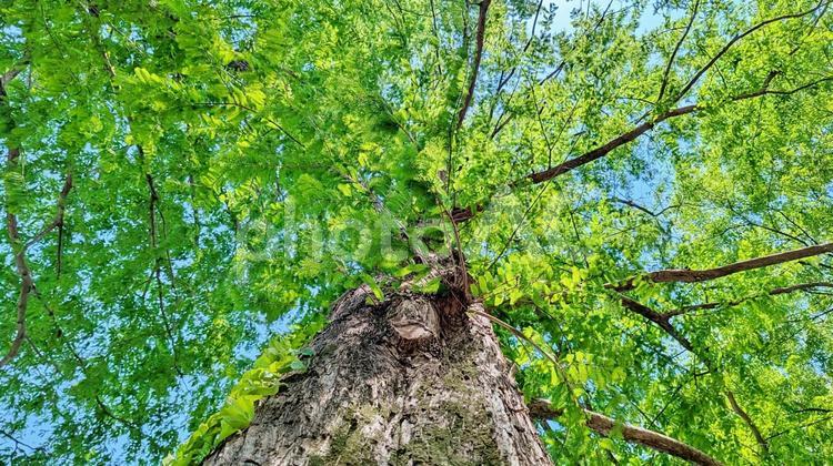 生命力あふれるエコな木々 森,樹木,木の写真素材