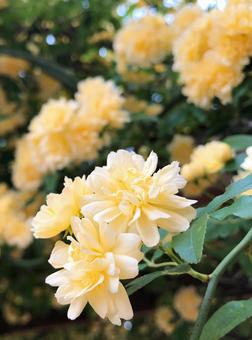 黄色の花 黄色の花 花,かわいい,きれいの写真素材