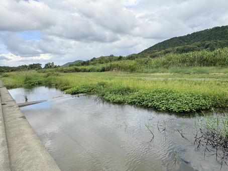 川辺に広がる緑 川辺に広がる緑 水辺,草原,自然の写真素材