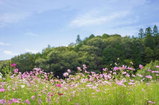 コスモスの花 コスモスの花 コスモス,花,ピンクの写真素材