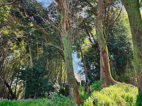 お墓参り 春 お墓参り 春 春,墓参り,先祖供養の写真素材