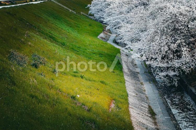 早朝の桜並木の土手　と　芝の坂道 春,spring,3月の写真素材