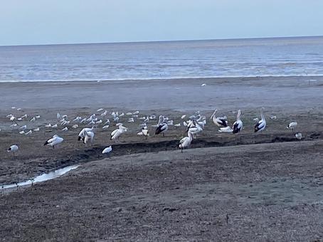 野鳥 野鳥 カモメ,海,朝の写真素材
