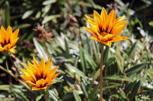 ガザニア ガザニア 花,玄関,鉢植えの写真素材