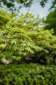 自然公園3 自然公園3の写真