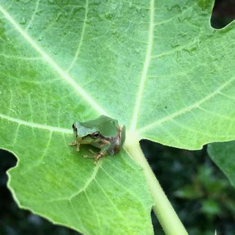 雨とカエルとイチジクと カエル,雨,梅雨の写真素材