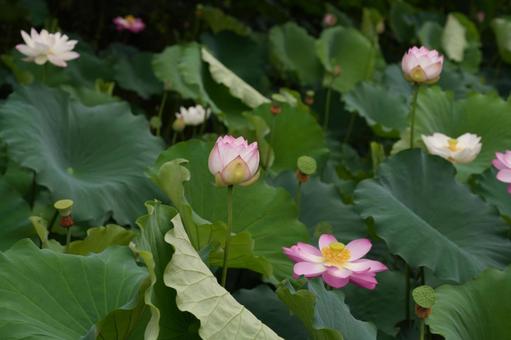 Lotus, JPG