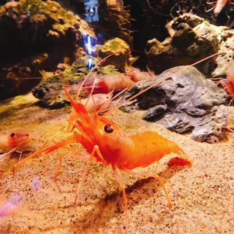 水族館 水族館 静岡,深海,水族館の写真素材