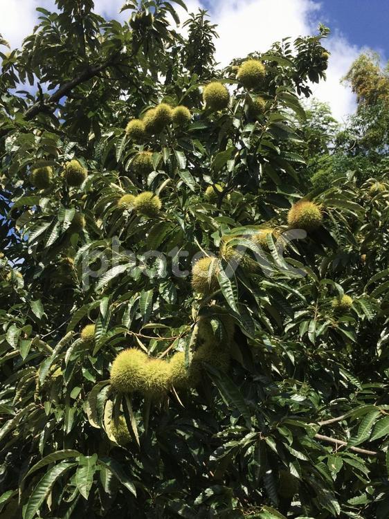 実りの秋　栗 秋,栗,収穫の写真素材