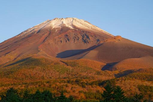 まじかで紅葉している富士山 富士山,山,自然の写真素材