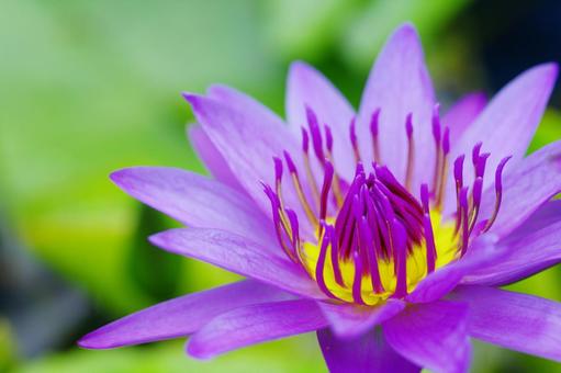 睡蓮 熱帯睡蓮 スイレン 紫の花 睡蓮 熱帯睡蓮 スイレン 紫の花の写真
