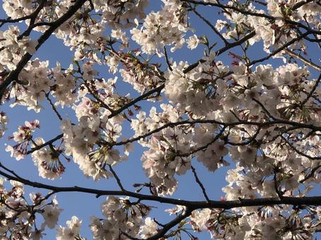 桜 桜 桜,満開,青空の写真素材