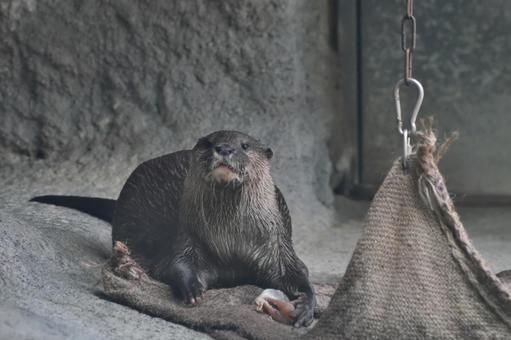 魚を食べるコツメカワウソ② カワウソ,コツメカワウソ,動物の写真素材