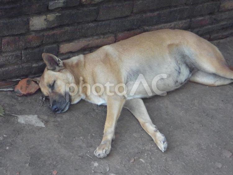 路上に寝そべる犬（タイ・バンコク） タイ,バンコク,バンコックの写真素材
