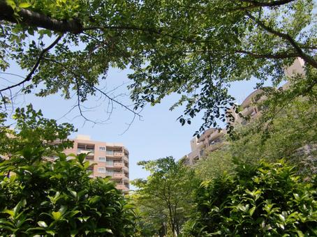 五月の緑風景-7 五月,緑,風景の写真素材