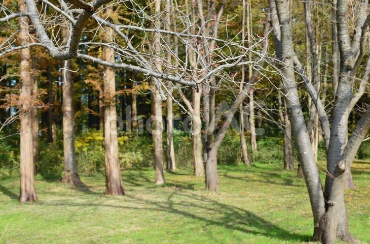 秋の雑木林 寒,秋,背景の写真素材