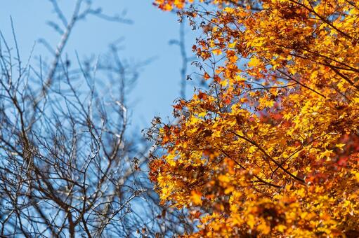 青空に映える晩秋の紅葉と枯れ枝 紅葉,空,青の写真素材