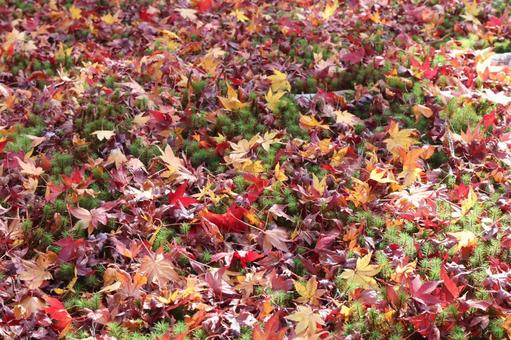 紅葉　もみじの絨毯　散りもみじの写真