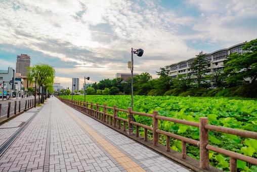 【秋田】千秋公園 蓮の花 2025 【秋田】千秋公園 蓮の花 2025 秋田,秋田駅,2025の写真素材