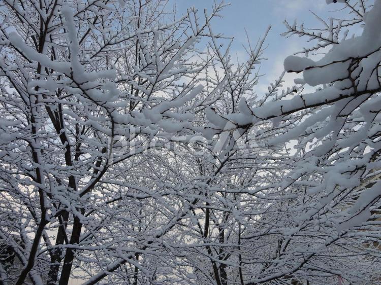 雪化粧した木々の静けさ｜冬の森にて 雪,冬,真冬の写真素材