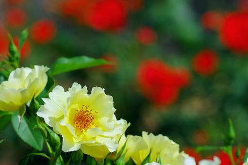 中之島バラ園 金蓮步 薔薇 黄色の花 中之島バラ園 金蓮步 薔薇 黄色の花の写真